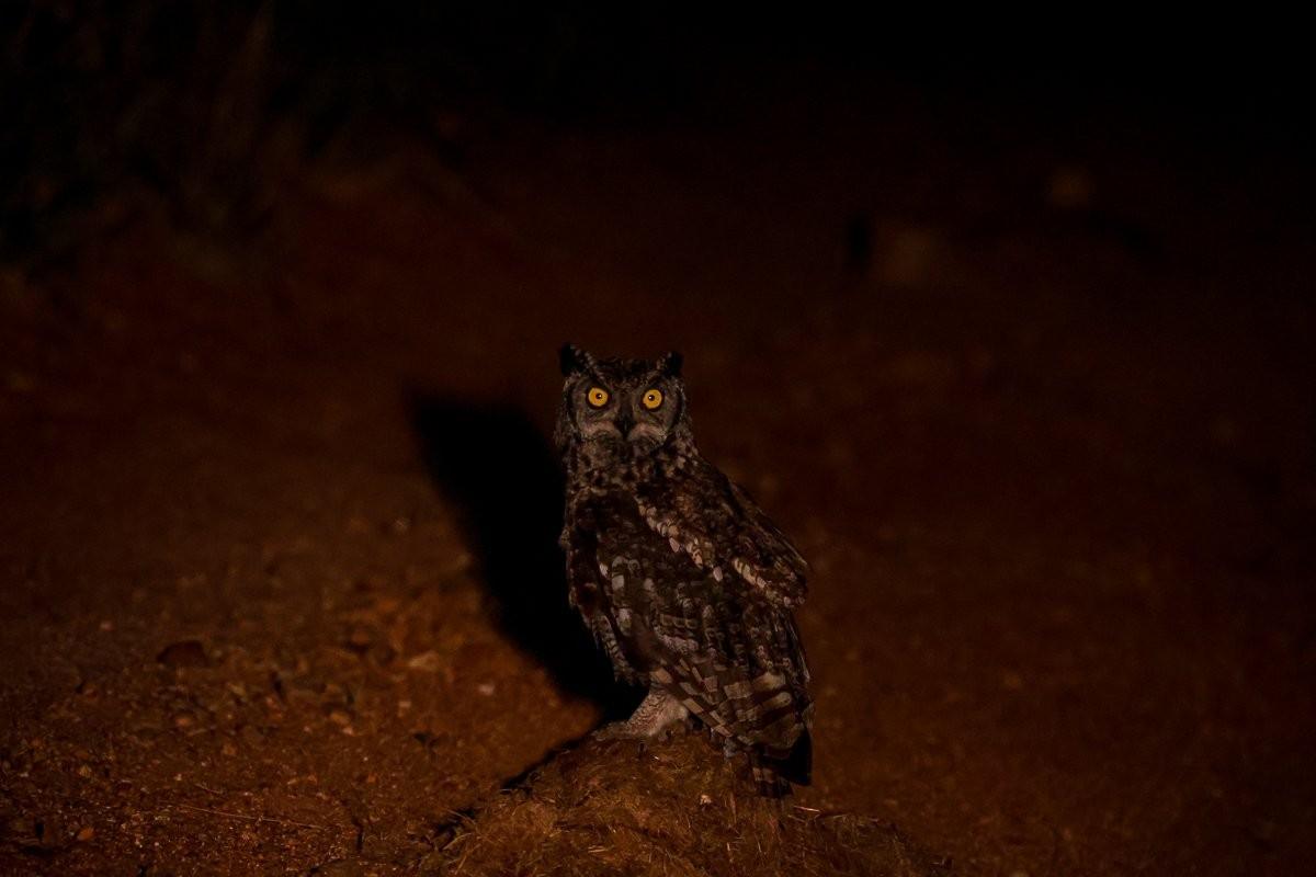 A Spotted Eagle-owl sitting in the road, patiently waiting for its next meal to appear
