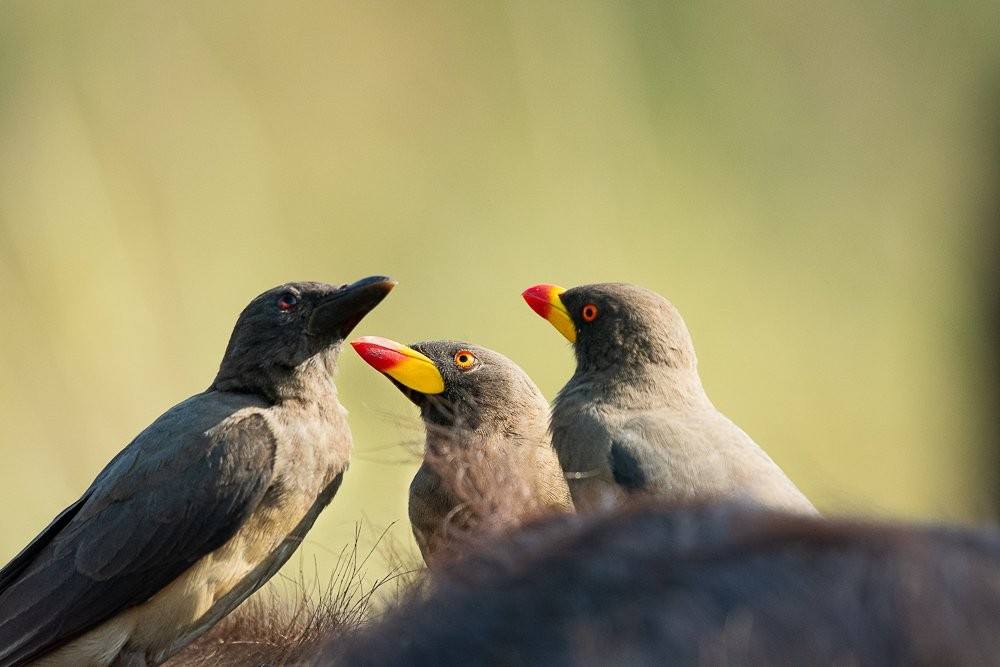 Oxpeckers riding on the back of a zebra