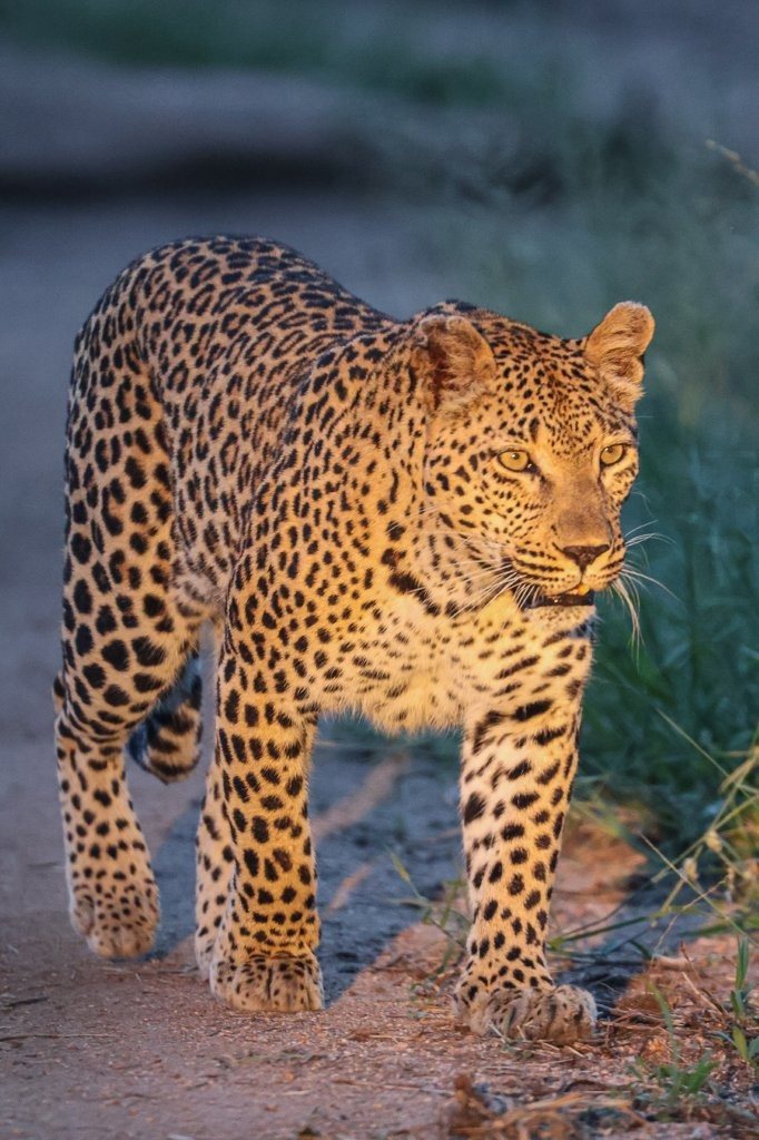 Portrait of Ntsumi female leopard during mating period.