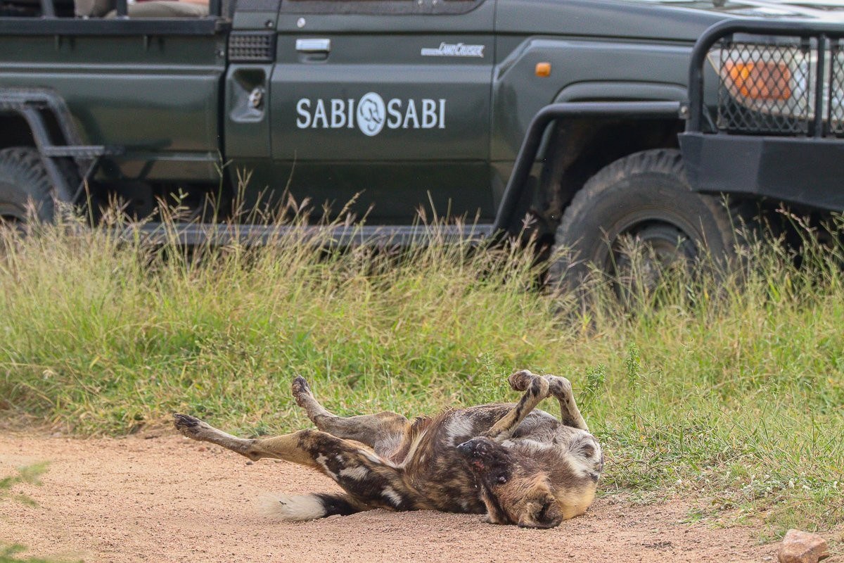 Sabi Sabi Jana Du Plessis Wild Dogs Resting Road After Kill