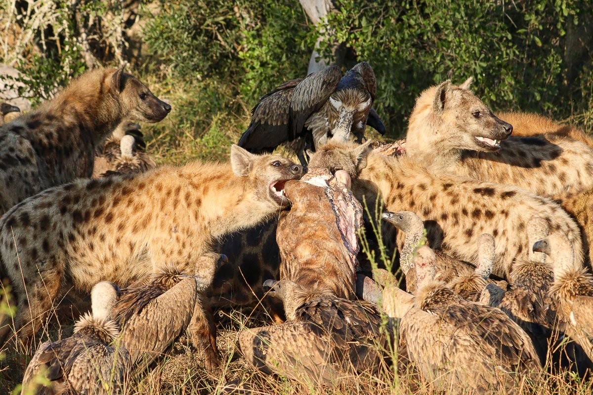 Mixed group of scavengers feeding on a giraffe carcass abandoned by lions.