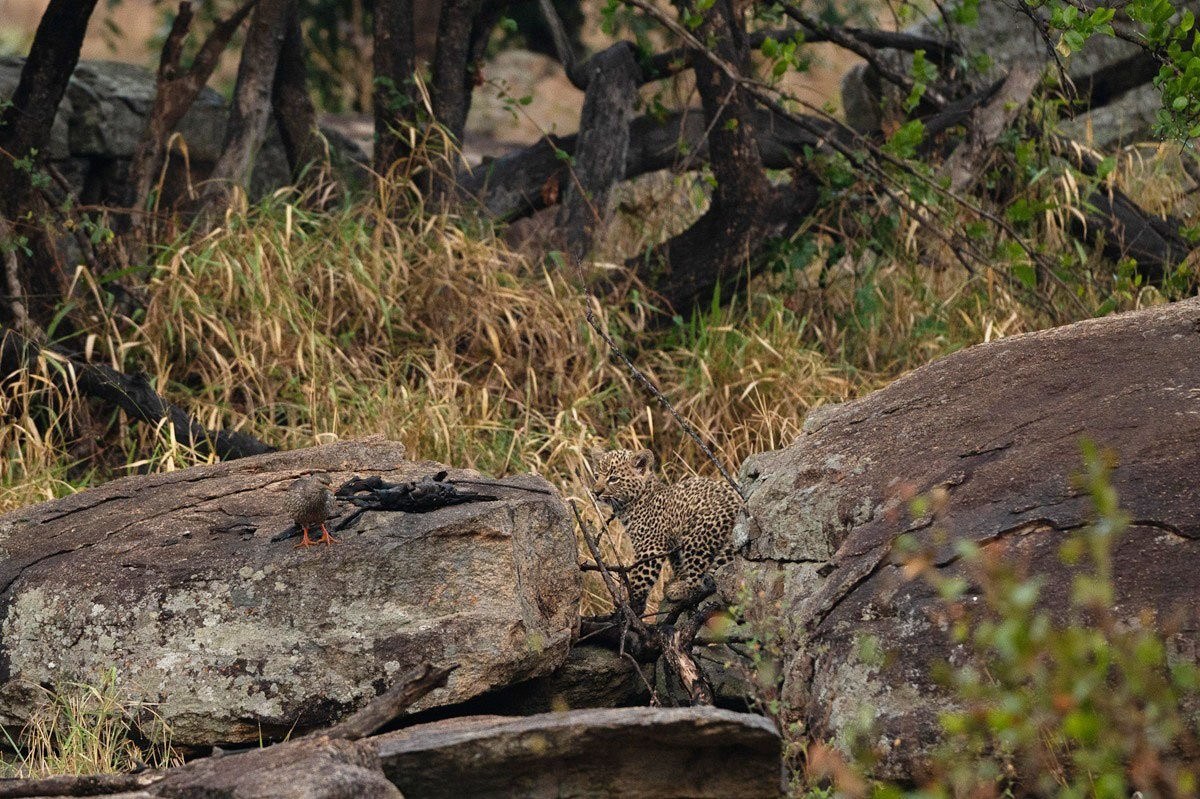 Golonyi's curious leopard cub watching a spurfowl from the rocks.
