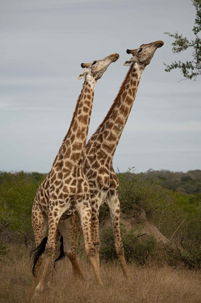 Two male giraffes engaged in a necking contest to establish dominance during the breeding season.