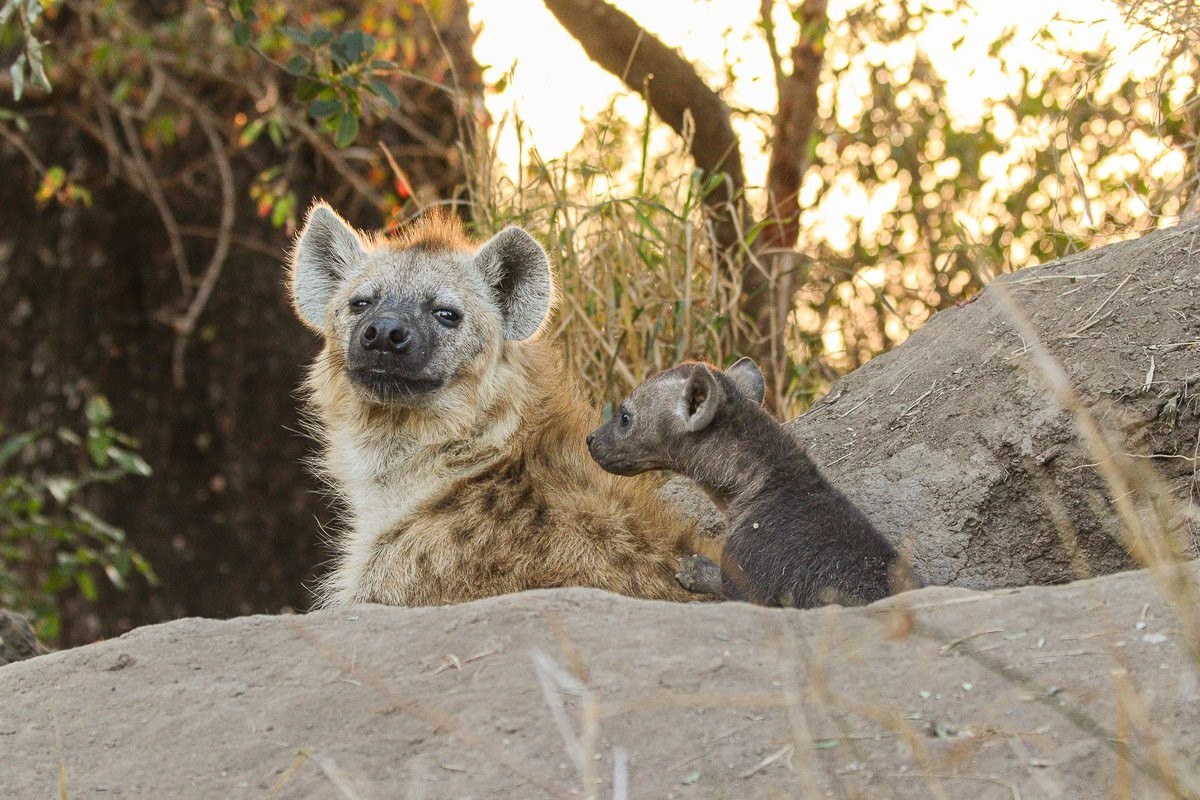 Hyena cub playing with its mother near the den
