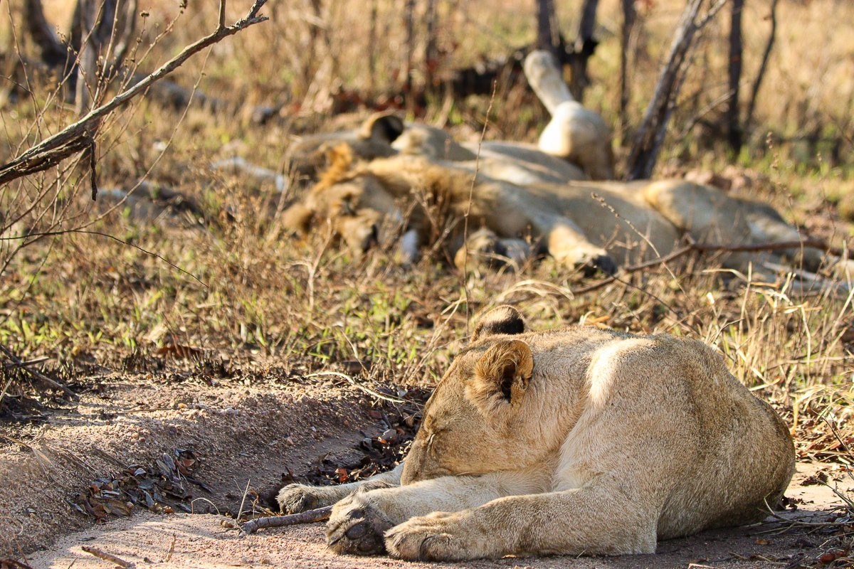 Young Msuthlu Pride lions watching a nearby buffalo herd