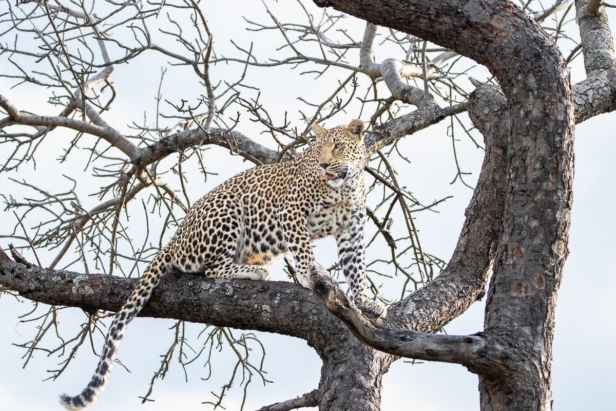 Sabi Sabi Ronald Mutero Kurhula Leopardess Leading Cub Through Riverbed