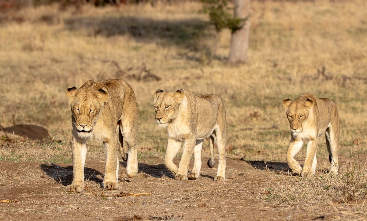 Sabi Sabi Ronald Mutero Nwaswishaka Male And Msuthlu Female Lions Resting Together