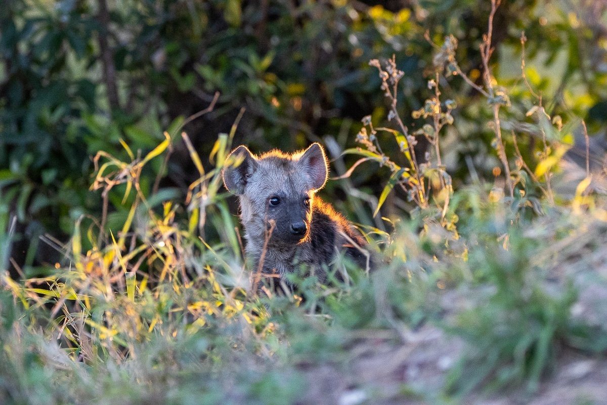 Spotted hyena cubs chasing and playing with one another at the den
