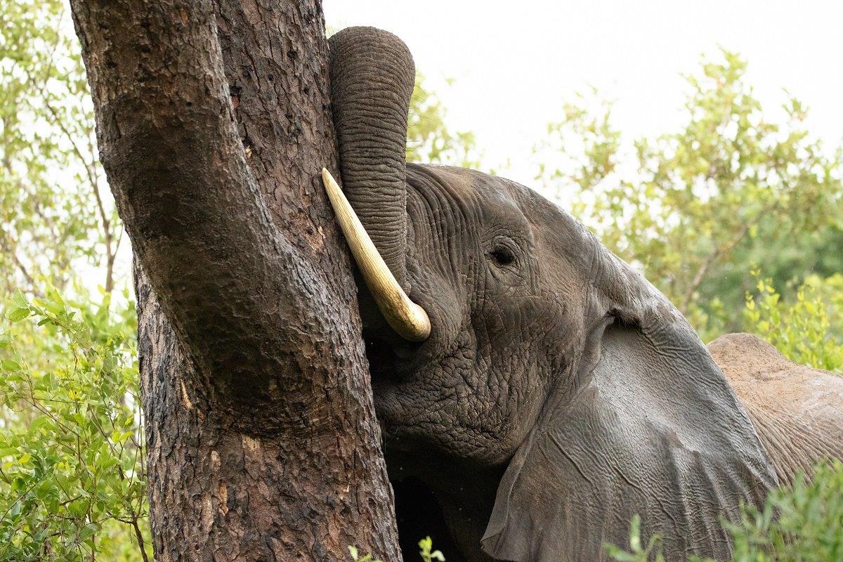 B08andries Elephant B08andries Elephant