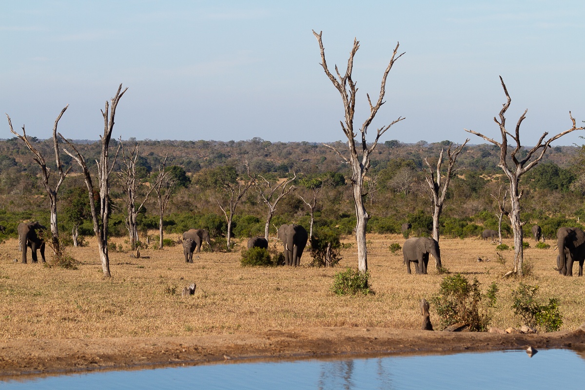 An elephant’s sense of smell is incredible. They can detect water sources up to 19.2 km (12 mi) away. An elephant’s sense of smell is incredible. They can detect water sources up to 19.2 km (12 mi) away.