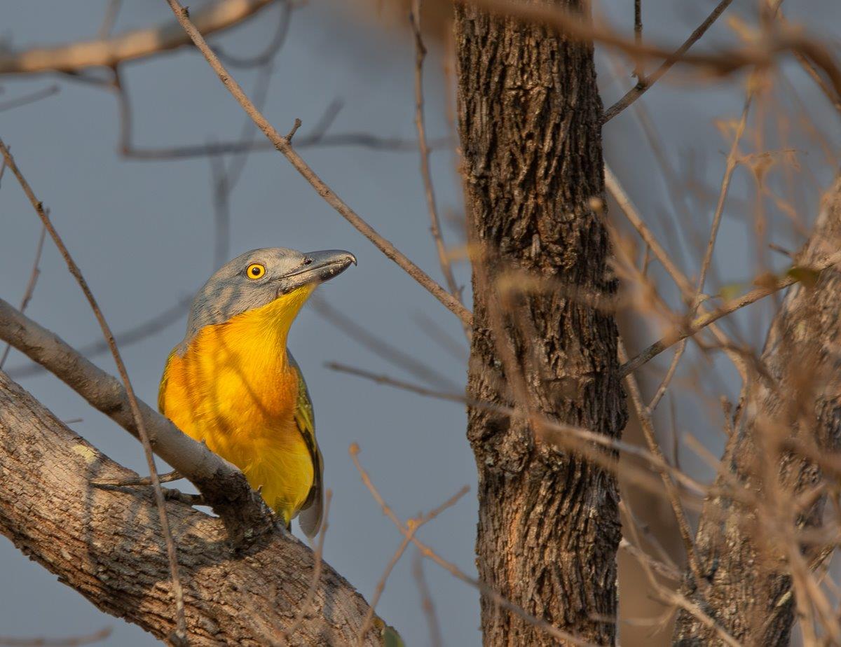 The Grey-headed Bushshrike is commonly heard from Sabi Sabi. The Grey-headed Bushshrike is commonly heard from Sabi Sabi.