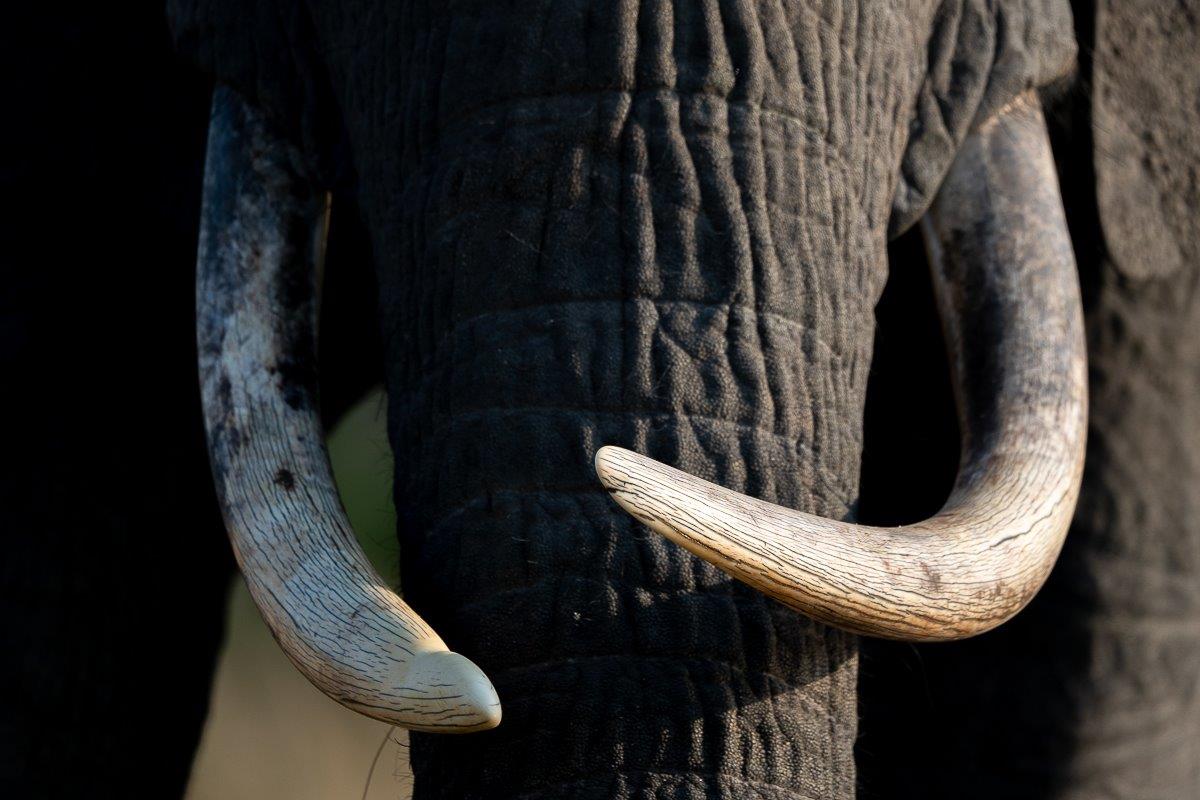 Elephants will use their tusks as a tool in many different ways, like digging, stripping bark off trees, cutting grass, and for defence. Elephants will use their tusks as a tool in many different ways, like digging, stripping bark off trees, cutting grass, and for defence.