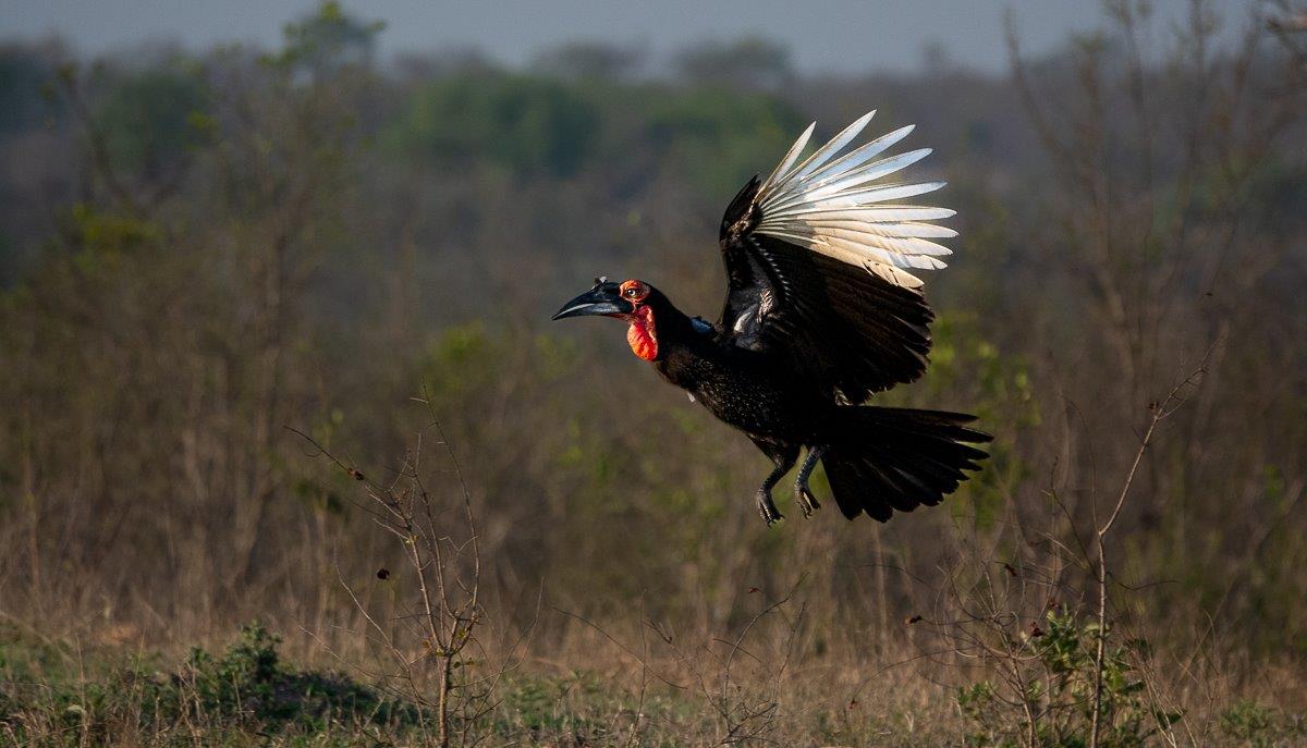 Symbolise the beginning of summer, new shoots of grass lure many insects, attracting these big birds like the Ground Hornbill.