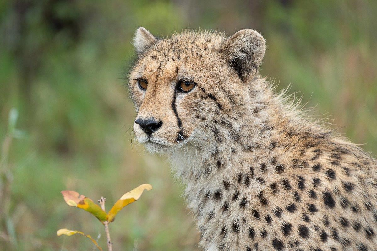 A young male cheetah.