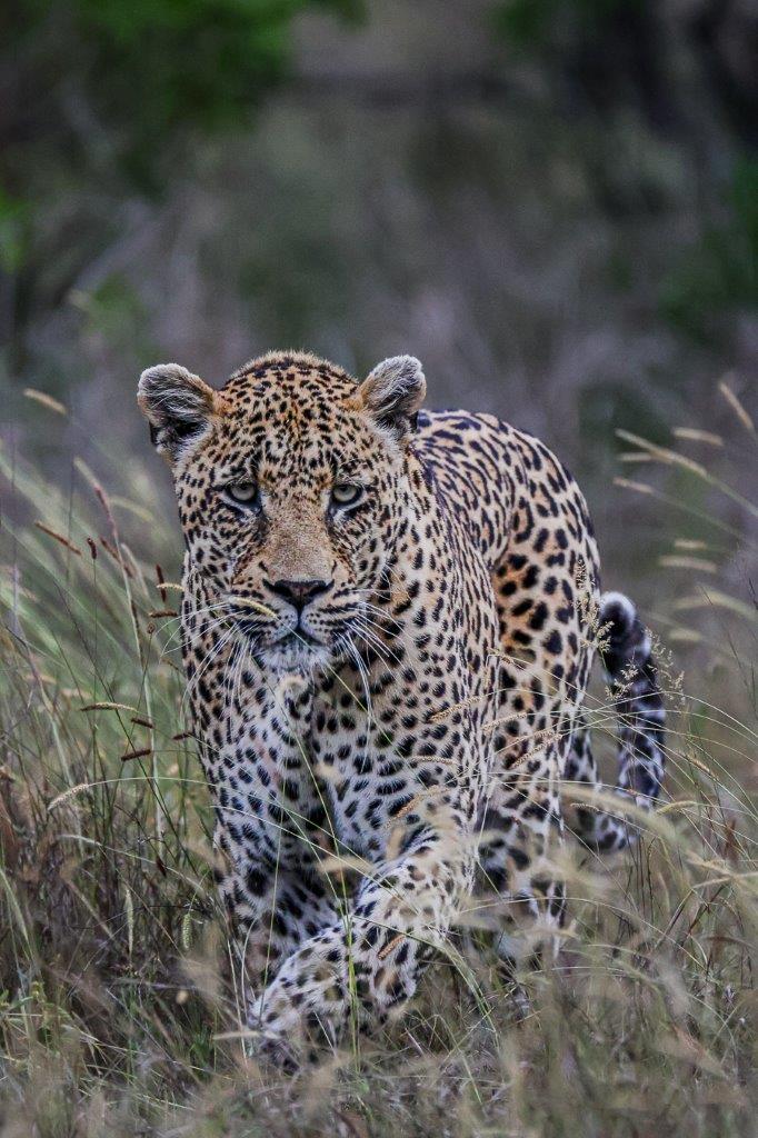 The leopard, known as N'weti, is looking in fantastic condition. The leopard, known as N'weti, is looking in fantastic condition.