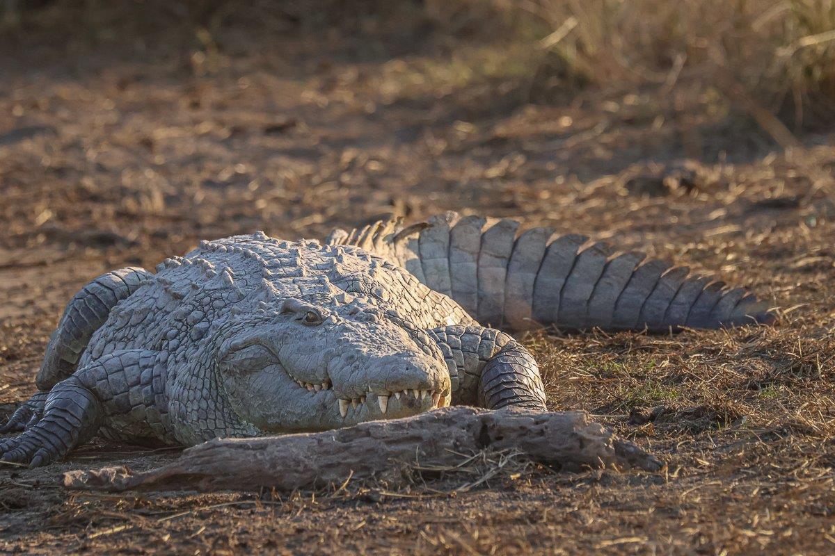 A huge crocodile basking in the sun at the water's edge