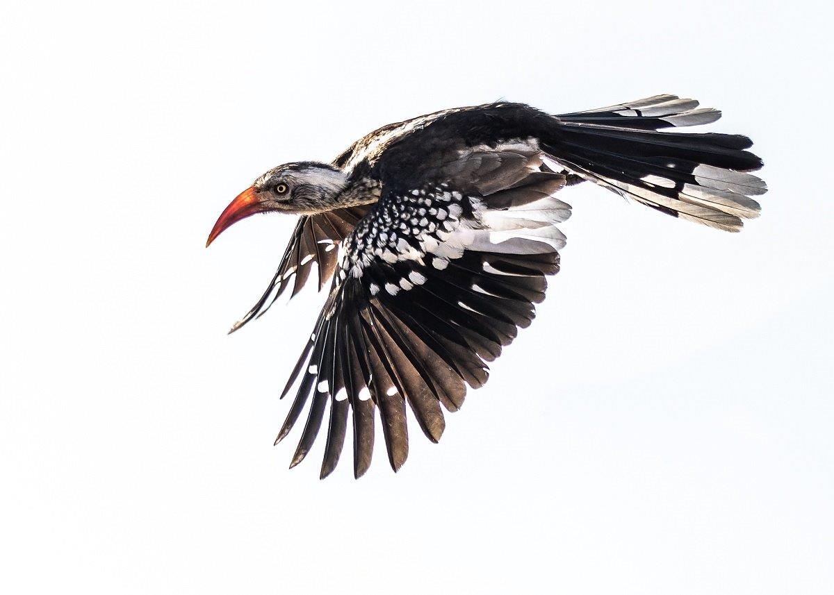 The wildlife in the region also includes a diverse array of stunning bird species The wildlife in the region also includes a diverse array of stunning bird species