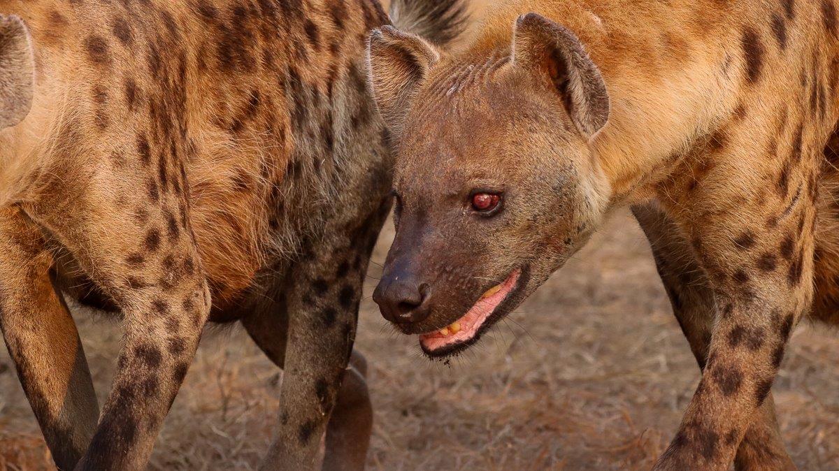 Close-up of a hyena's face, its eyes focused and ears alert, symbolizing the cunning nature of this predator.