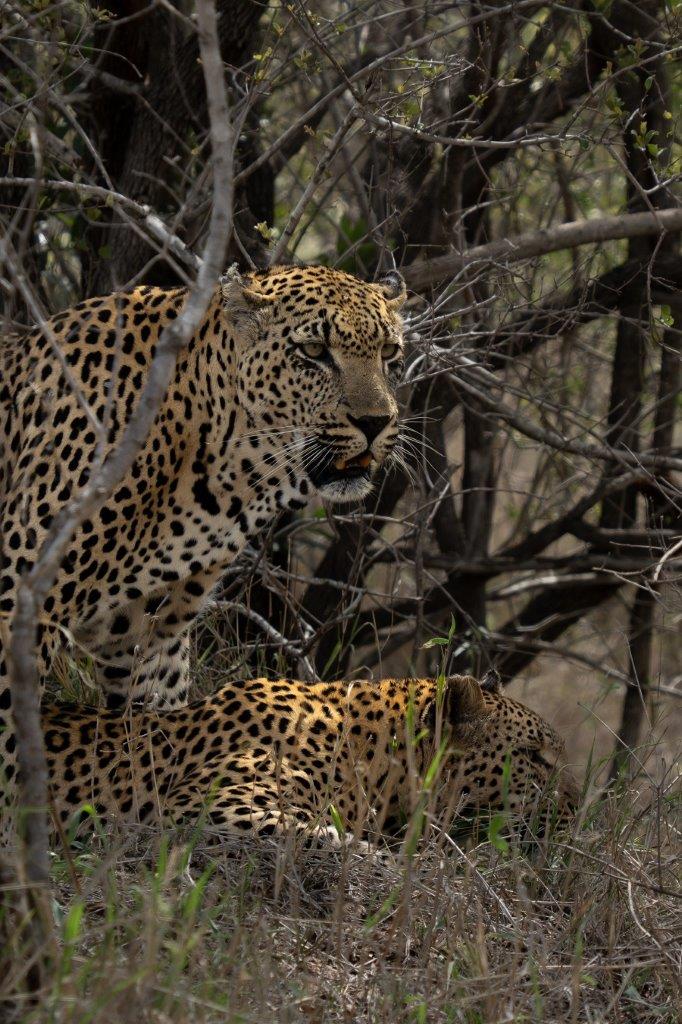 Mawelawela and Ntsumi during their mating sequence, illustrating a connection in the wild. Mawelawela and Ntsumi during their mating sequence, illustrating a connection in the wild.