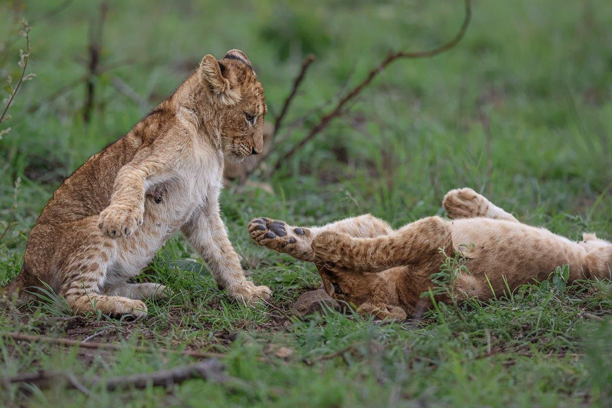 Two young Msuthlu cubs play fight. Two young Msuthlu cubs play fight.