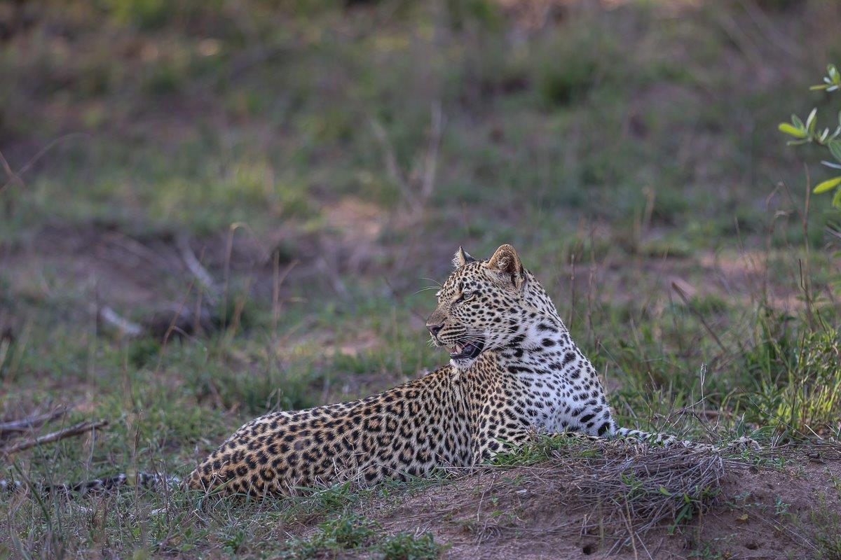 Sabi Sabi Ruan Mey Tengile Leopard Sabi Sabi Ruan Mey Tengile Leopard