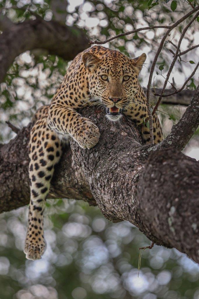 Sabi Sabi Ruan Mey Male Leopard Sabi Sabi Ruan Mey Male Leopard