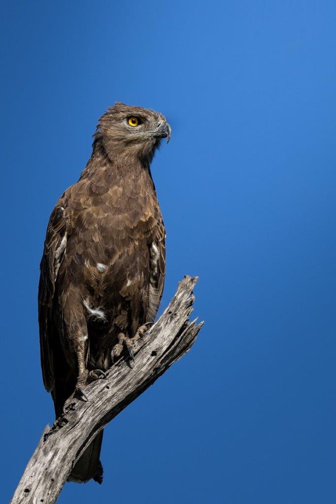 Sabi Sabi Devon Jansen Brown Snake Eagle Sabi Sabi Devon Jansen Brown Snake Eagle