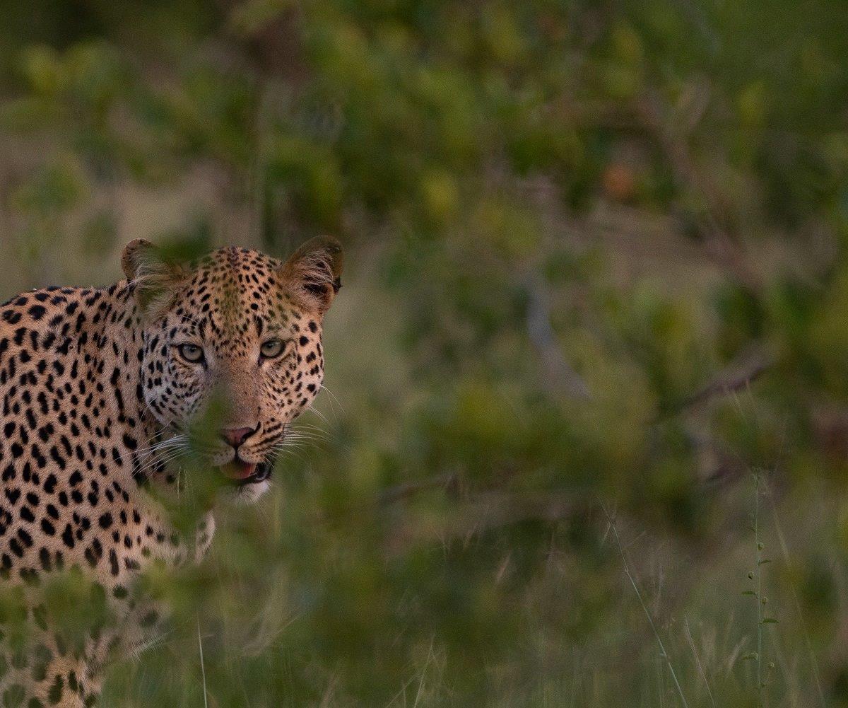 Sabi Sabi Viviane Ladner Male Leopard Sabi Sabi Viviane Ladner Male Leopard