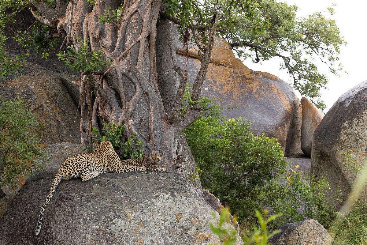 Sabi Sabi Jp Van Rooyen Golonyi And Cub Outcrop Sabi Sabi Jp Van Rooyen Golonyi And Cub Outcrop