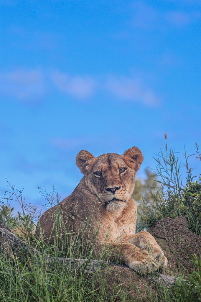Sabi Sabi Ruan Mey Southern Pride Sabi Sabi Ruan Mey Southern Pride