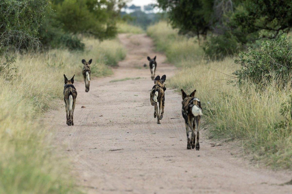 Sabi Sabi Benjamin Loon Wild Dogs On Road Sabi Sabi Benjamin Loon Wild Dogs On Road