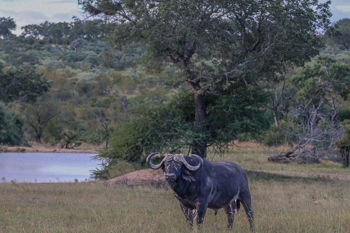 Sabi Sabi Ruan Mey Buffalo Sabi Sabi Ruan Mey Buffalo