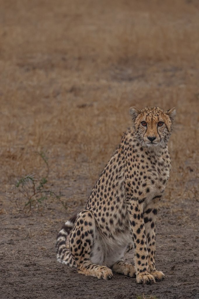 Sabi Sabi Ruan Mey Cheetah Regal Sabi Sabi Ruan Mey Cheetah Regal