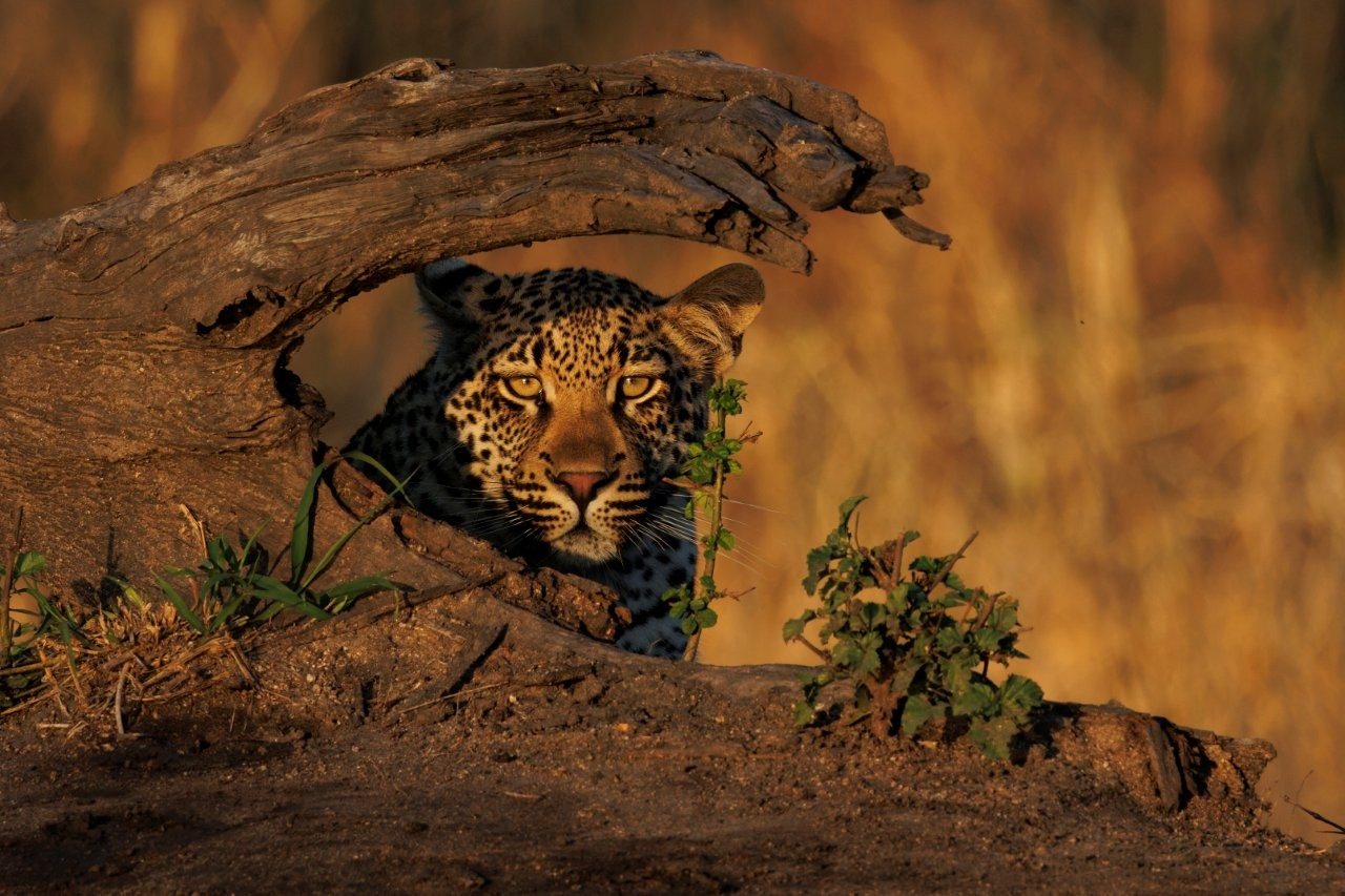 A leopard spotted through a fallen branch. A leopard spotted through a fallen branch.