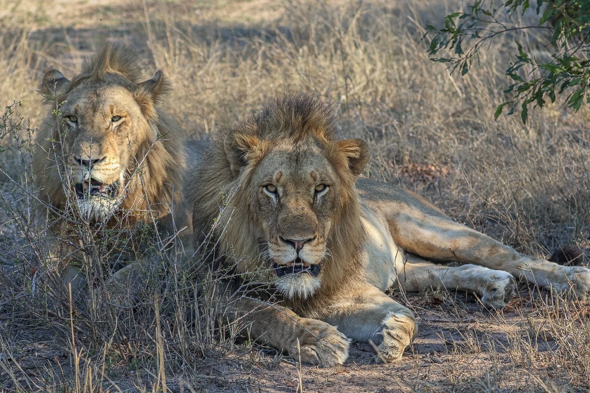 Sabi Sabi Ruan Mey Lions