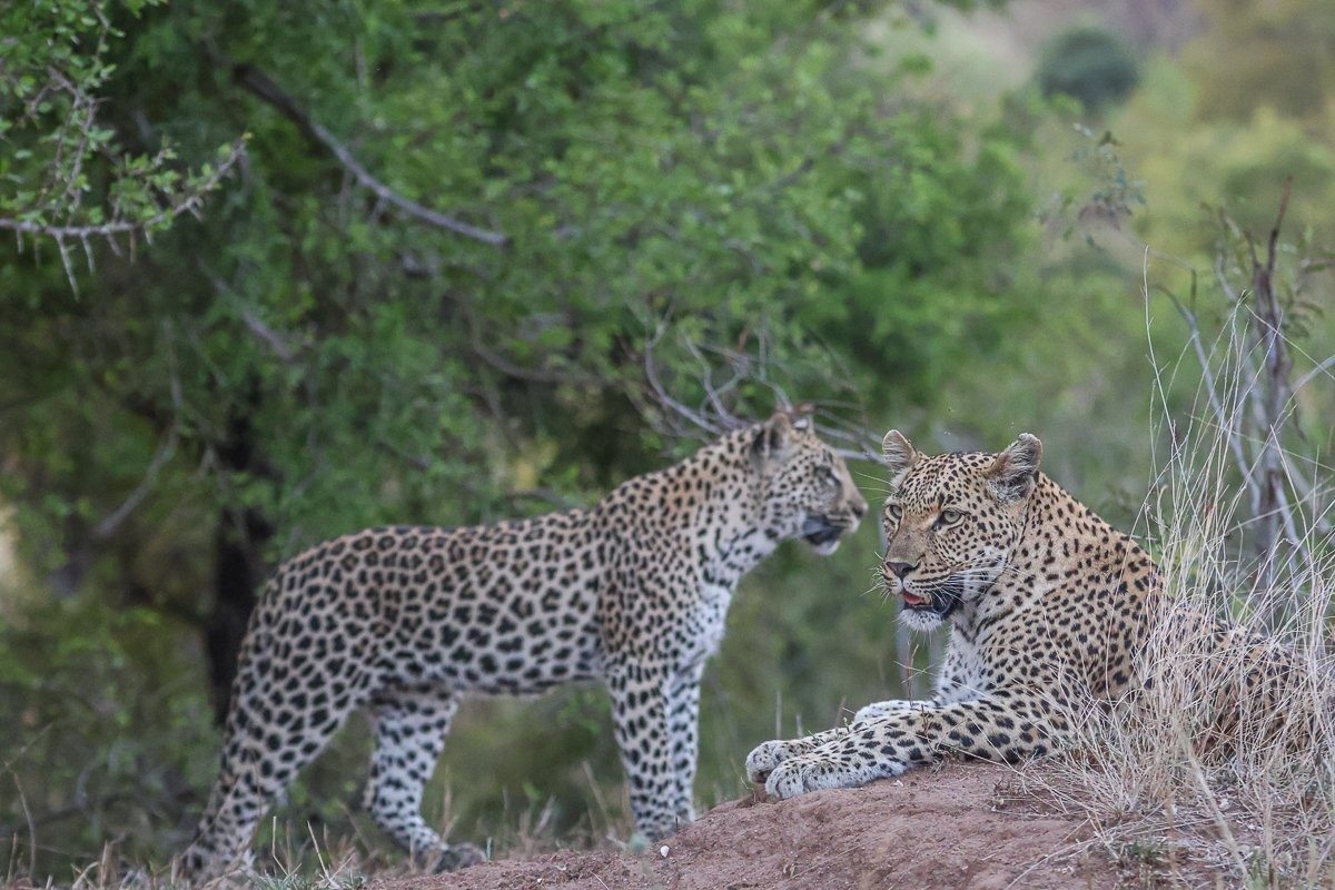 The Golonyi female leopard walks through thick bush, calling softly for her cub.