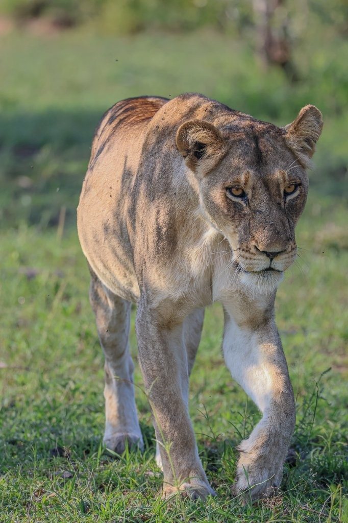 Sabi Sabi Ruan Mey Msuthlu Lions