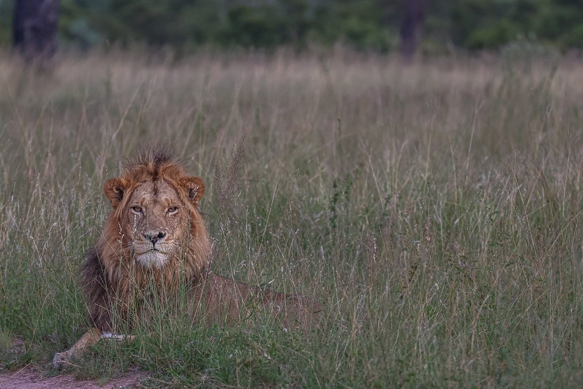 One of the males had separated from his coalition brothers and was mating with the lioness