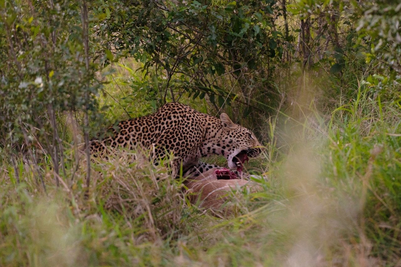 Sabi Sabi Viviane Ladner Kurhula Leopard Yawning