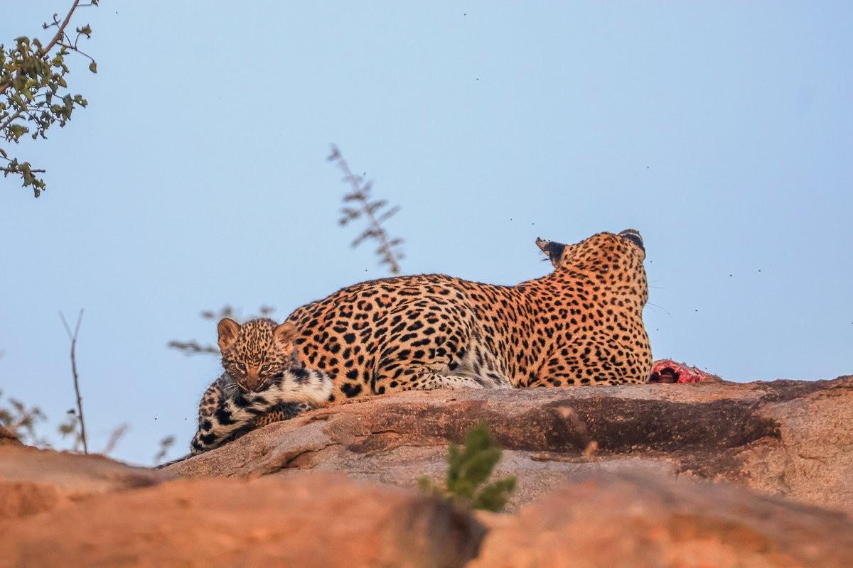 Sabi Sabi Ruan Mey Golonyi Cub Curious Rocks
