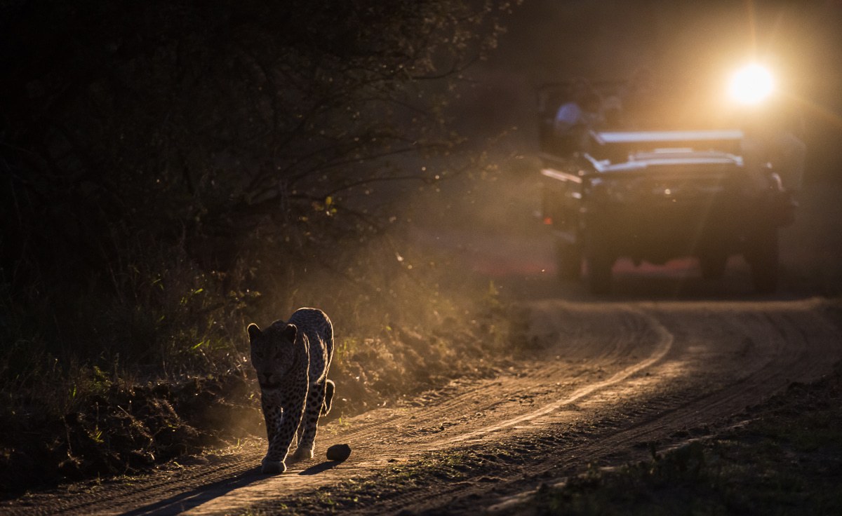A safari vehicle shines a spotlight on a leopard as it is followed