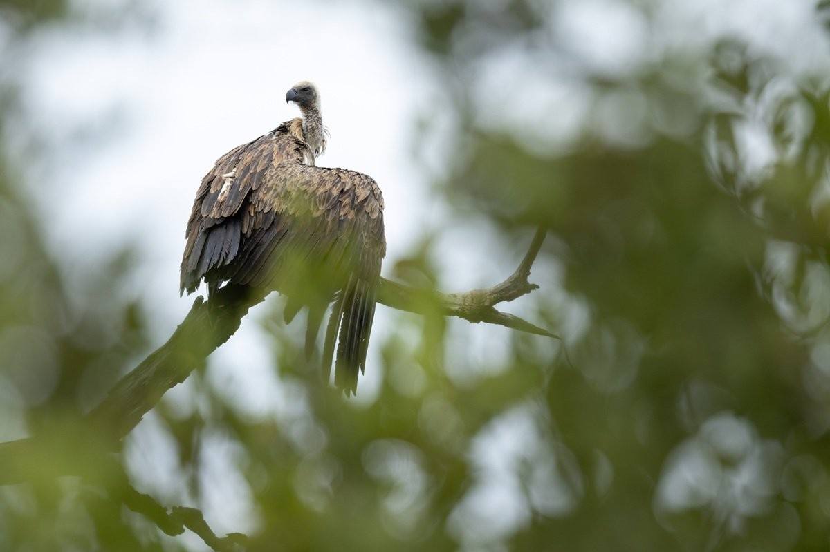 White-backed vulture perched in the African wilderness