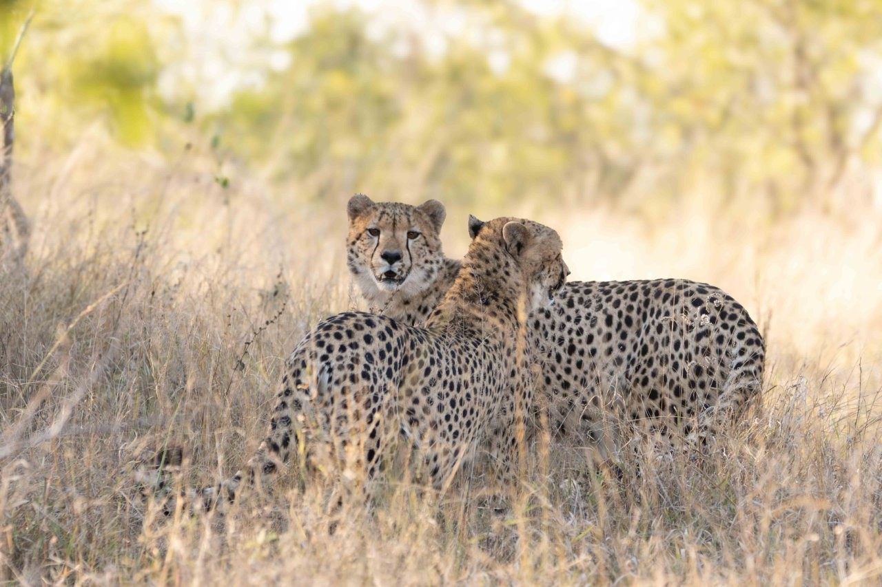 Three young cheetahs staying together before becoming independent
