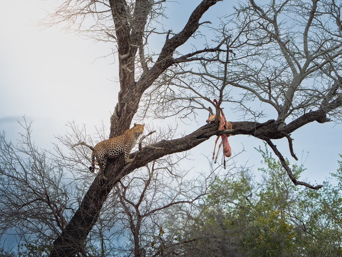 Kurhula female leopard in a tree with her kill