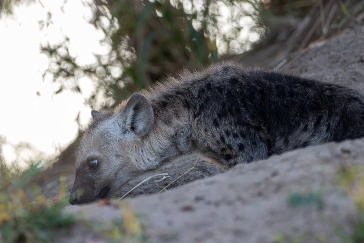 Spotted hyena cubs playing together at their den 