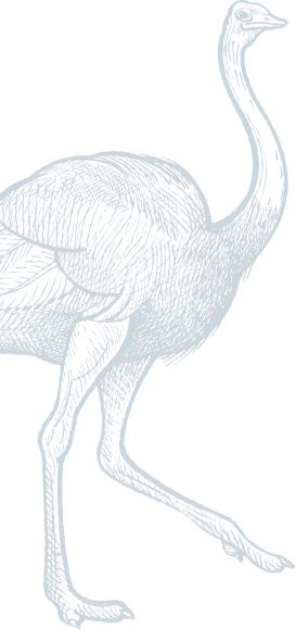 Bgt Ostrich