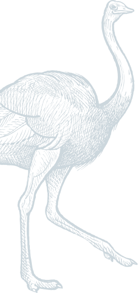 Bgt Ostrich Bgt Ostrich