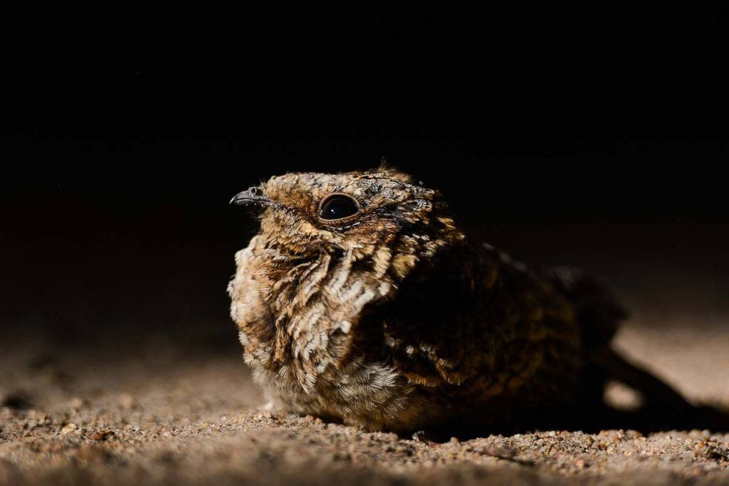 Nightjar Craig 1024x683 Nightjar Craig 1024x683