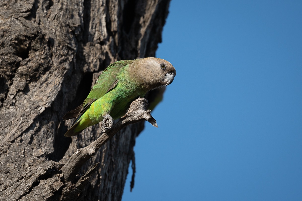 After their nestling period, the chicks will be taken to a “nursery area” – usually an area of densely-foliaged trees surrounded by water. After their nestling period, the chicks will be taken to a “nursery area” – usually an area of densely-foliaged trees surrounded by water.