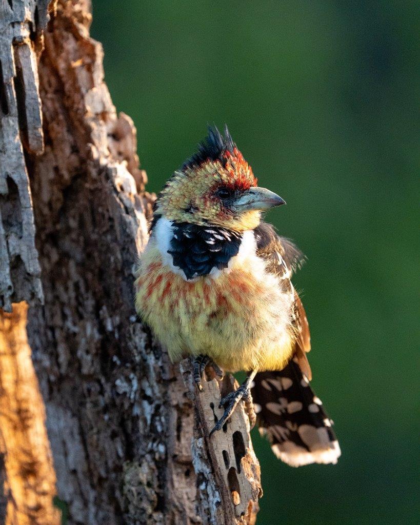 A Crested Barbet perched on a dead tree stump enjoying the morning sun. 